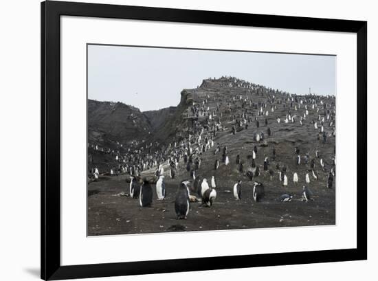 Penguins, Saunders Island, South Sandwich Islands, Antarctica, Polar Regions-Michael Runkel-Framed Photographic Print