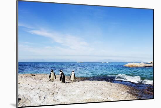 Penguins (Spheniscus demersus), Boulders Beach, Cape Town, Western Cape, South Africa, Africa-Christian Kober-Mounted Photographic Print