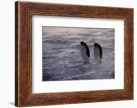 Penguins Waiting Out The Storm-null-Framed Art Print