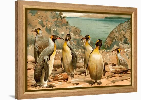 Penguins-F.W. Kuhnert-Framed Stretched Canvas