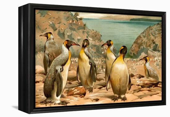 Penguins-F.W. Kuhnert-Framed Stretched Canvas