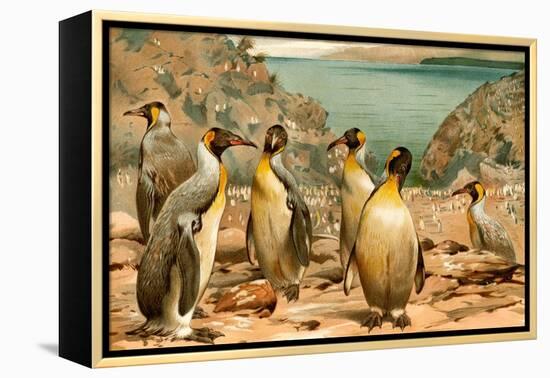 Penguins-F.W. Kuhnert-Framed Stretched Canvas