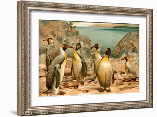 Penguins-F.W. Kuhnert-Framed Art Print