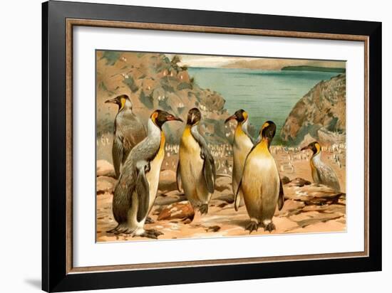 Penguins-F.W. Kuhnert-Framed Art Print