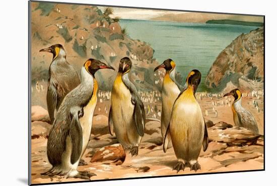 Penguins-F.W. Kuhnert-Mounted Art Print