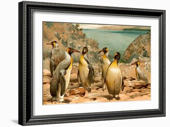 Penguins-F.W. Kuhnert-Framed Art Print