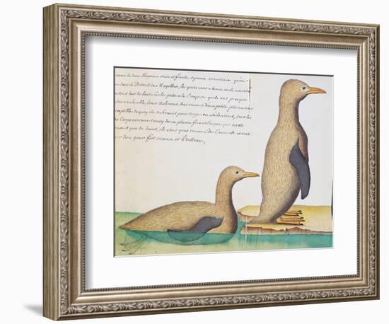 Penguins-null-Framed Giclee Print