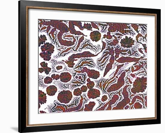 Penicillin Crystals, Light Micrograph-Thomas Deerinck-Framed Photographic Print