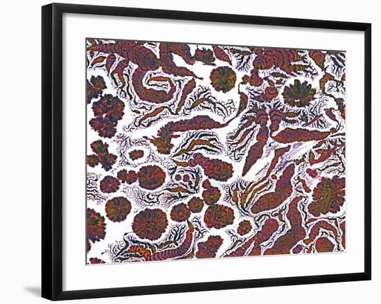 Penicillin Crystals, Light Micrograph-Thomas Deerinck-Framed Photographic Print