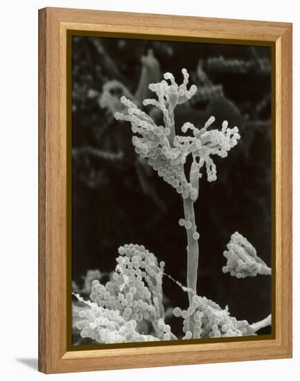 Penicillin Fungus Growing on Cheddar Cheese-Science Photo Library-Framed Premier Image Canvas