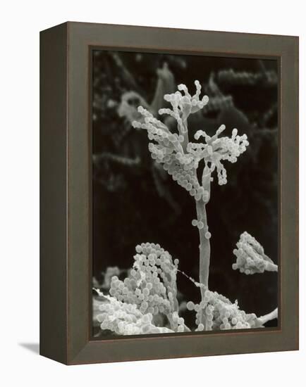Penicillin Fungus Growing on Cheddar Cheese-Science Photo Library-Framed Premier Image Canvas