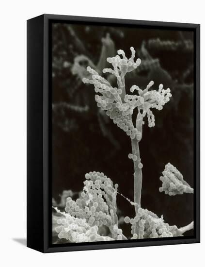 Penicillin Fungus Growing on Cheddar Cheese-Science Photo Library-Framed Premier Image Canvas