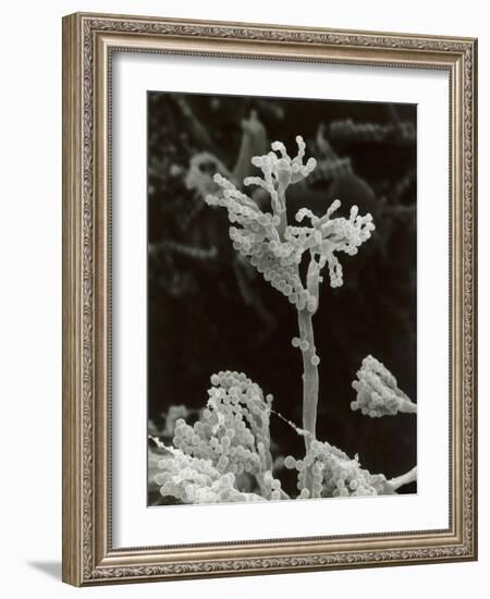 Penicillin Fungus Growing on Cheddar Cheese-Science Photo Library-Framed Photographic Print