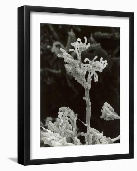 Penicillin Fungus Growing on Cheddar Cheese-Science Photo Library-Framed Photographic Print