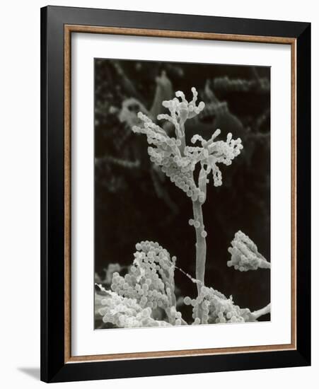 Penicillin Fungus Growing on Cheddar Cheese-Science Photo Library-Framed Photographic Print