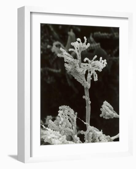 Penicillin Fungus Growing on Cheddar Cheese-Science Photo Library-Framed Photographic Print