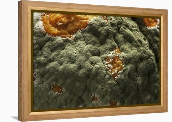 Penicillium Digitatum (Green Mould of Citrus Fruits)-Paul Starosta-Framed Premier Image Canvas
