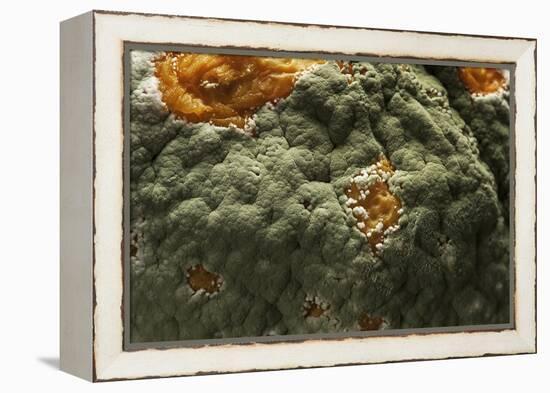 Penicillium Digitatum (Green Mould of Citrus Fruits)-Paul Starosta-Framed Premier Image Canvas