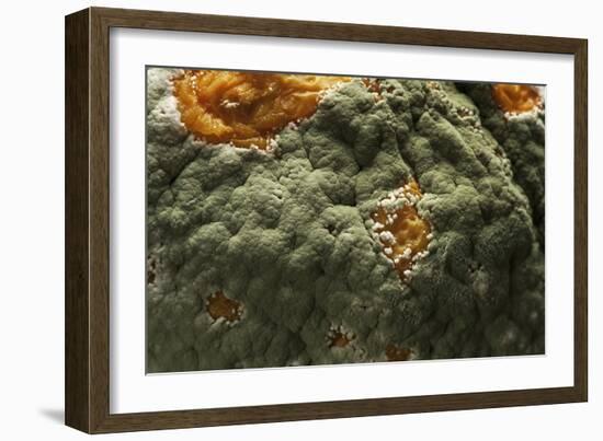 Penicillium Digitatum (Green Mould of Citrus Fruits)-Paul Starosta-Framed Photographic Print