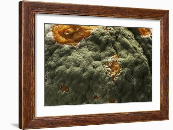 Penicillium Digitatum (Green Mould of Citrus Fruits)-Paul Starosta-Framed Photographic Print