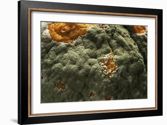 Penicillium Digitatum (Green Mould of Citrus Fruits)-Paul Starosta-Framed Photographic Print
