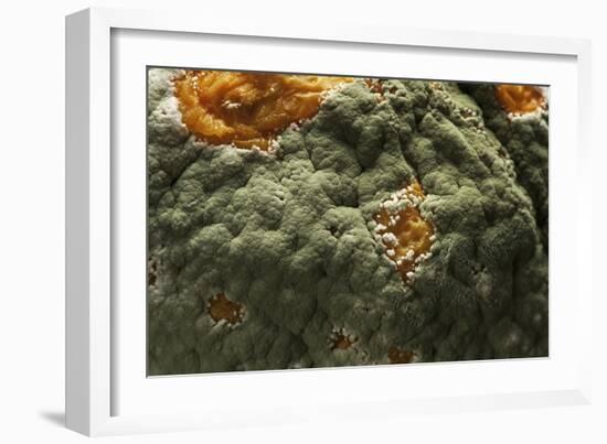 Penicillium Digitatum (Green Mould of Citrus Fruits)-Paul Starosta-Framed Photographic Print