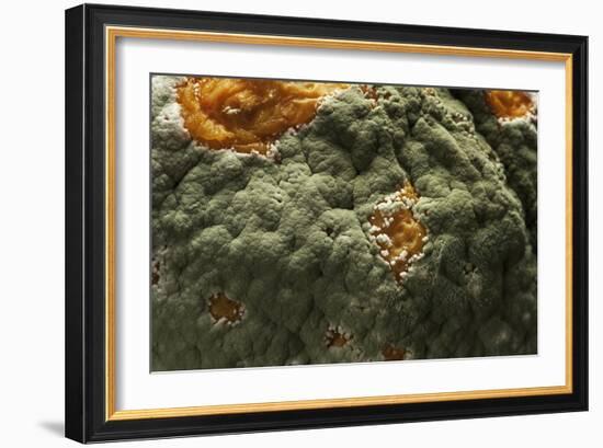 Penicillium Digitatum (Green Mould of Citrus Fruits)-Paul Starosta-Framed Photographic Print