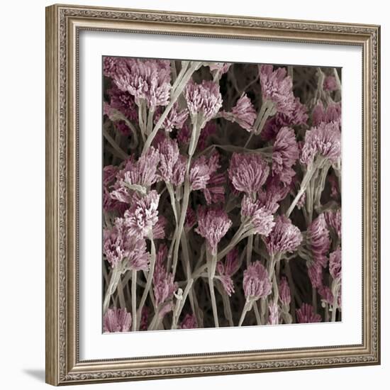 Penicillium Fungus, SEM-Steve Gschmeissner-Framed Premium Photographic Print