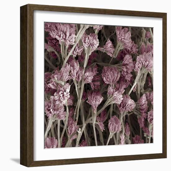 Penicillium Fungus, SEM-Steve Gschmeissner-Framed Premium Photographic Print