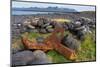 Peninsula Snaefellsnes, Skardsvik, Ship Wreck-Catharina Lux-Mounted Photographic Print