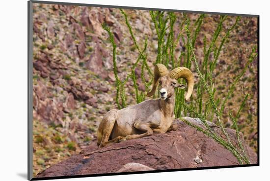 Peninsular Bighorn Sheep, Anza-Borrego Desert State Park, Usa-Russ Bishop-Mounted Photographic Print