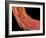 Penis Blood Vessels, SEM-Susumu Nishinaga-Framed Photographic Print