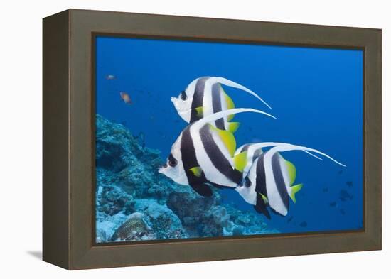 Pennant Bannerfish (Heniochus Diphreutes)-Reinhard Dirscherl-Framed Premier Image Canvas