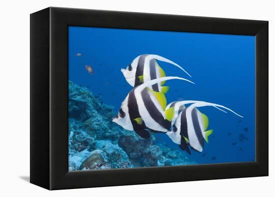 Pennant Bannerfish (Heniochus Diphreutes)-Reinhard Dirscherl-Framed Premier Image Canvas