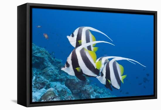 Pennant Bannerfish (Heniochus Diphreutes)-Reinhard Dirscherl-Framed Premier Image Canvas