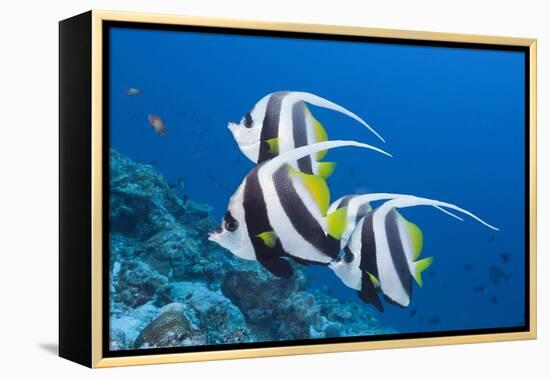 Pennant Bannerfish (Heniochus Diphreutes)-Reinhard Dirscherl-Framed Premier Image Canvas