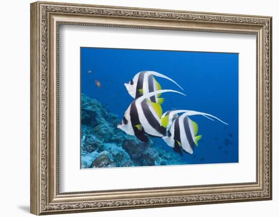 Pennant Bannerfish (Heniochus Diphreutes)-Reinhard Dirscherl-Framed Photographic Print