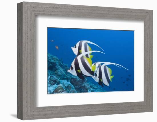 Pennant Bannerfish (Heniochus Diphreutes)-Reinhard Dirscherl-Framed Photographic Print