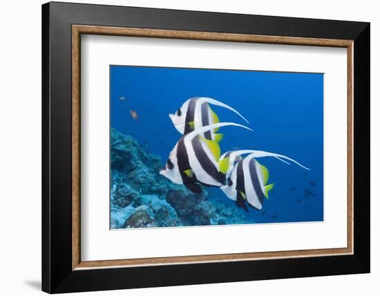 Pennant Bannerfish (Heniochus Diphreutes)-Reinhard Dirscherl-Framed Photographic Print