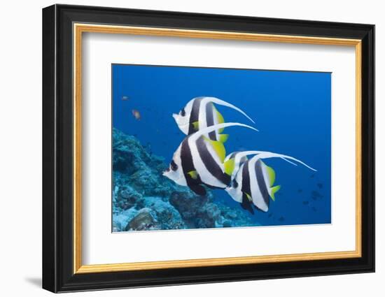 Pennant Bannerfish (Heniochus Diphreutes)-Reinhard Dirscherl-Framed Photographic Print