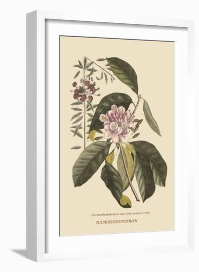 Pennsylvana Lilly - Rhododenron-Mark Catesby-Framed Art Print