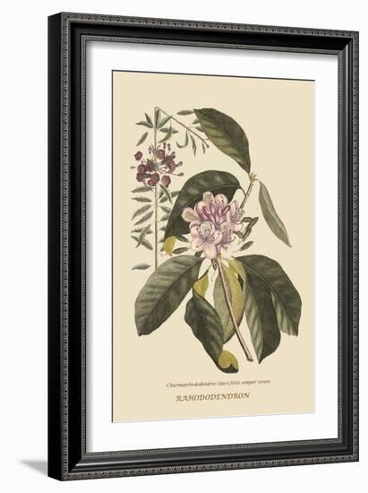 Pennsylvana Lilly - Rhododenron-Mark Catesby-Framed Art Print