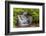 Pennsylvania, Benton, Ricketts Glen State Park. Mohican Falls Cascade-Jay O'brien-Framed Photographic Print