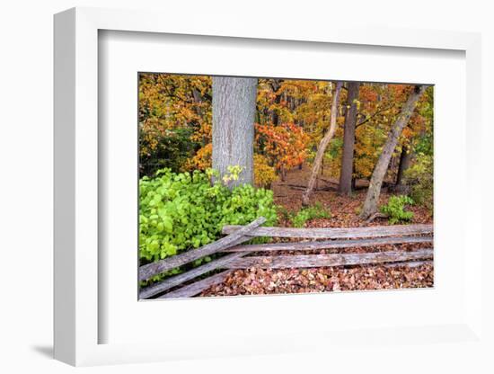 Pennsylvania, Benton. Split Rail Fence in Ricketts Glen State Park-Jay O'brien-Framed Photographic Print