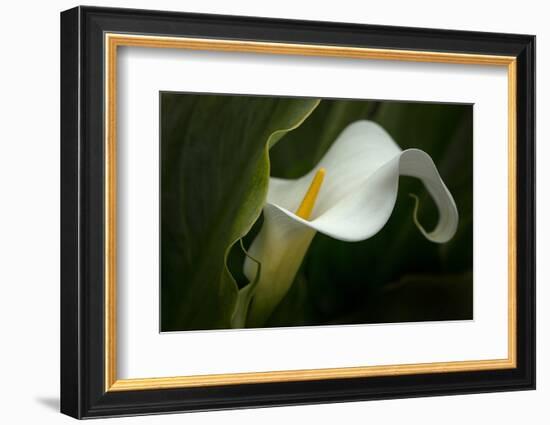 Pennsylvania. Calla Lily Close-Up-Jaynes Gallery-Framed Photographic Print