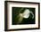 Pennsylvania. Calla Lily Close-Up-Jaynes Gallery-Framed Photographic Print