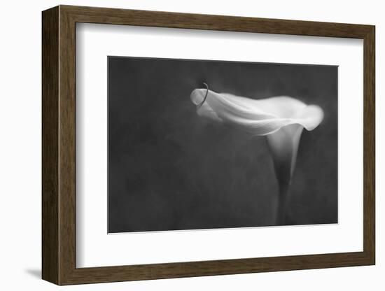 Pennsylvania. Calla Lily in Black and White-Jaynes Gallery-Framed Photographic Print