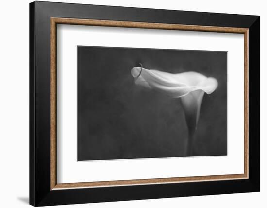 Pennsylvania. Calla Lily in Black and White-Jaynes Gallery-Framed Photographic Print