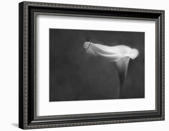 Pennsylvania. Calla Lily in Black and White-Jaynes Gallery-Framed Photographic Print