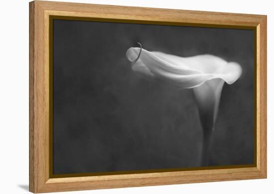 Pennsylvania. Calla Lily in Black and White-Jaynes Gallery-Framed Premier Image Canvas